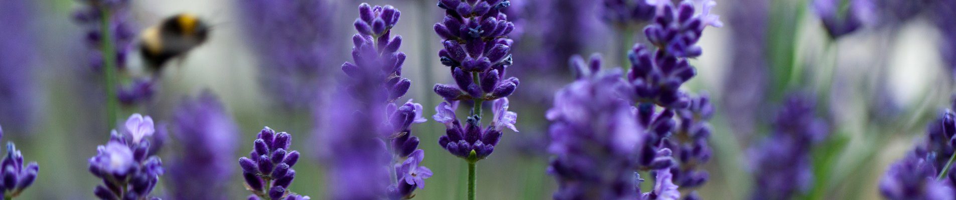 За 4 години ниви с лавандула от 20 стават 120 декара