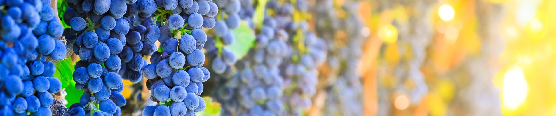 В изба в село Плоски клиентите сами приготвят вино